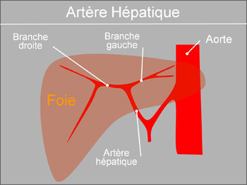 Artère hépatique